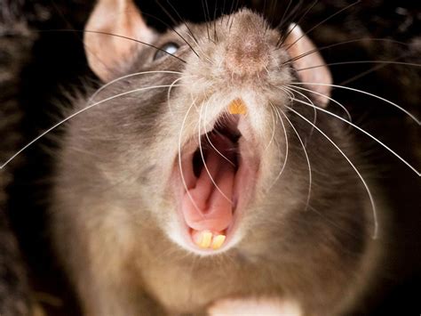 Possible Psychological Explanations for Conjuring Thoughts of an Albino Rodent Invasion