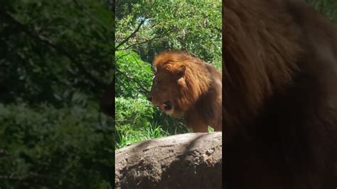 Possible Psychological Explanations for a Vision of a Weak Lion