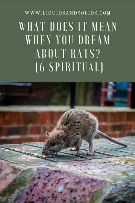 Possible Psychological Interpretations of a Rat Swim Dream