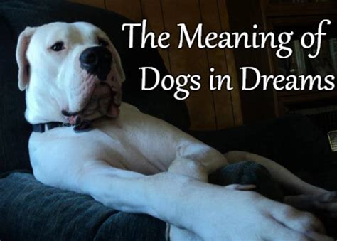 Possible Ways to Heal and Address the Symbolism of Dreaming of a Injured Creature