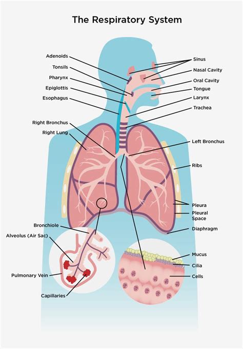 Possible interpretations of dreaming about a healthy respiratory organ