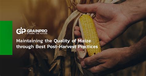 Post-Harvest Handling and Storage: Ensuring Quality and Preservation of Maize