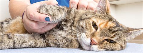 Post-Rescue Care: Nurturing and Rehabilitating Water-Saved Feline Offsprings