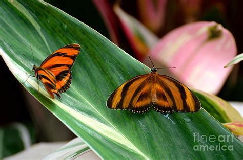 Potential Challenges in Owning a Butterfly Companion and How to Overcome Them