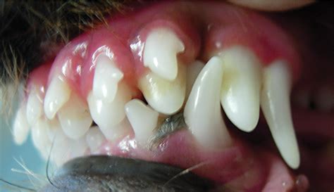 Potential Consequences of Removing Canine Teeth