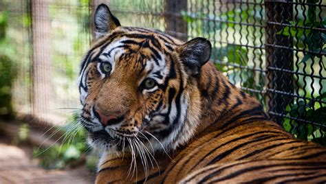 Potential Hazards Associated with Keeping a Tiger as a Domestic Companion