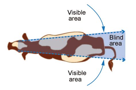 Practical Guidelines for Deciphering and Implementing Cattle Vision in Everyday Life