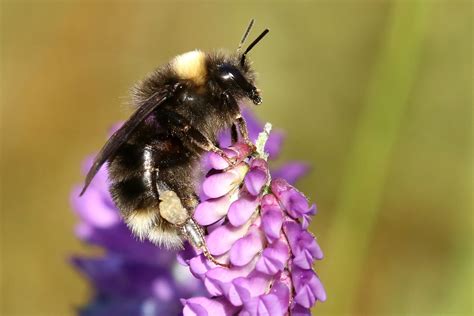 Practical Steps to Harness the Positive Energies Linked to Bumble Bee Visitation in Dreams