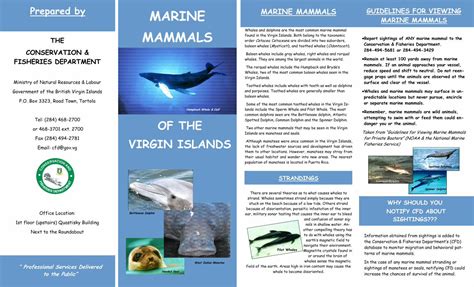 Practical Strategies for Coping with Dreams of Pursued by Marine Mammals