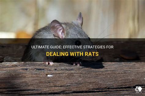 Practical Strategies for Dealing with Rat Nibbling Nightmares