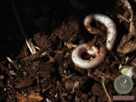 Practical Tips for Analyzing and Understanding Your Worm Dreams