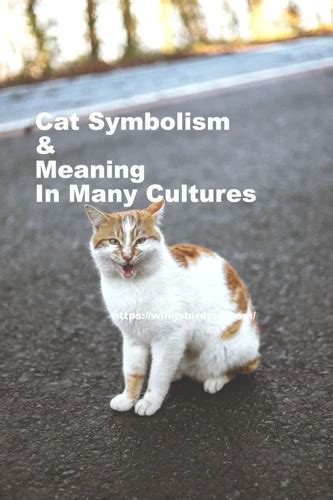 Practical Tips for Analyzing and Utilizing Symbolic Messages in Feline Excreta Dream Experiences