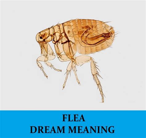 Practical Tips for Coping with Flea Dreams and Their Impact