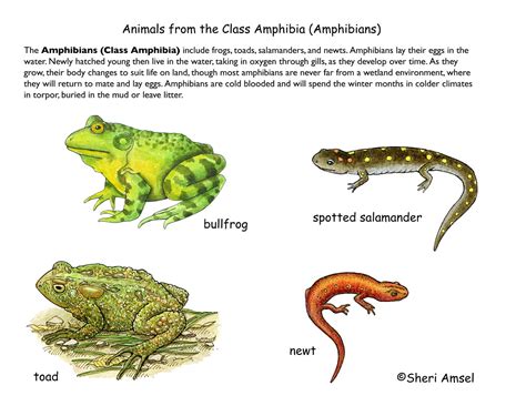 Practical Tips for Deciphering and Interpreting Aquatic and Amphibian Reveries