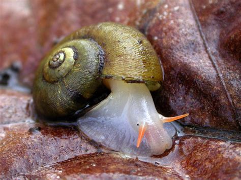 Practical Tips for Harnessing the Symbolic Power of Envisioning Aquatic Gastropods