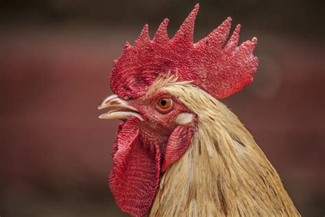 Practical Tips for Interpreting and Applying Insights from Rooster Visions