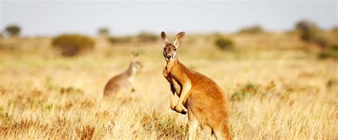 Practical Tips for Recalling and Analyzing Kangaroo Dreams