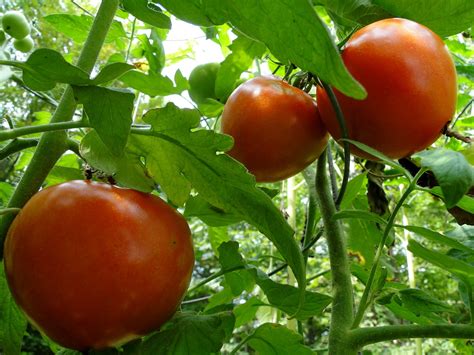 Practical Tips for Understanding and Applying Tomato Harvest Symbolism in Your Everyday Life