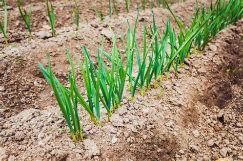 Preparing Your Garden for an Abundant Garlic Yield