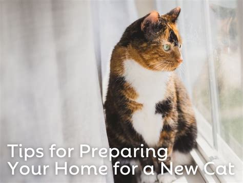 Preparing Your Home for a New Feline Friend