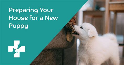 Preparing Your Home for a New Furry Companion: A Step-by-Step Guide