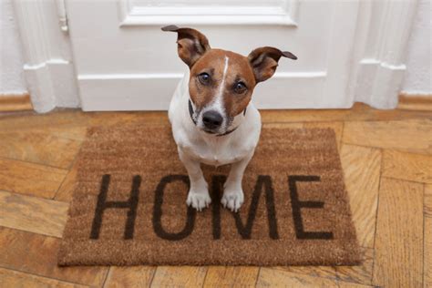 Preparing Your Home for the Arrival of a New Canine Companion