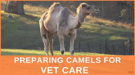 Preparing Yourself: Learning About Camel Care and Maintenance