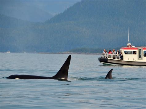 Preparing for an Unforgettable Encounter: Your Guide to an Orca Adventure