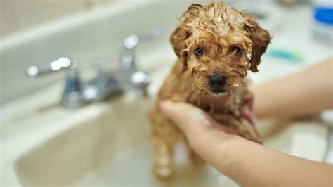 Preparing for the Puppy Bath Process