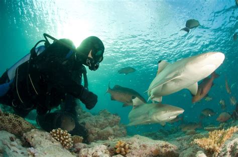 Preparing for the Ultimate Underwater Adventure: Safety Tips for Experiencing the Thrill of Swimming alongside Majestic Sharks Within the Realm of Dreams