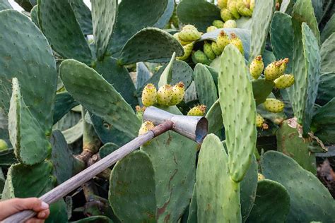 Preparing for your pear-harvesting adventure: Vital tools and equipment