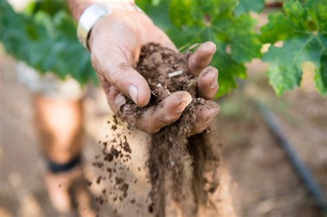 Preparing the Ground for Grapevines: Tips and Techniques