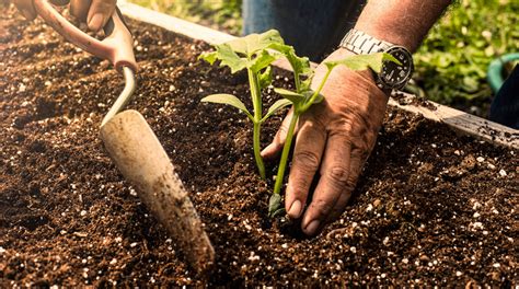 Preparing the Ground for Plantation