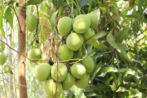 Preparing the Ideal Soil for Your Mango Tree