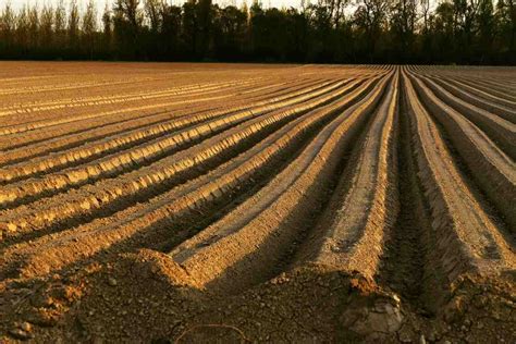 Preparing the Soil: A Crucial Step for Ensuring Optimal Growth