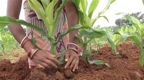 Preparing the Soil: Essential Steps for Maize Planting