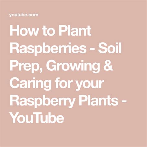 Preparing the Soil: The Foundation for Thriving Raspberry Plants