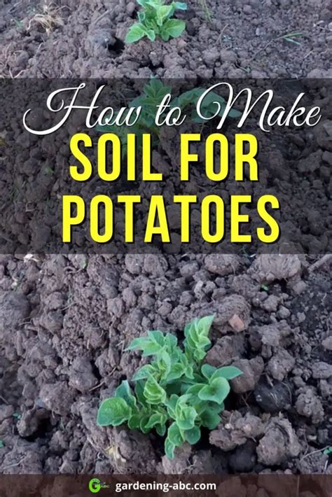 Preparing the Soil for Optimal Growth