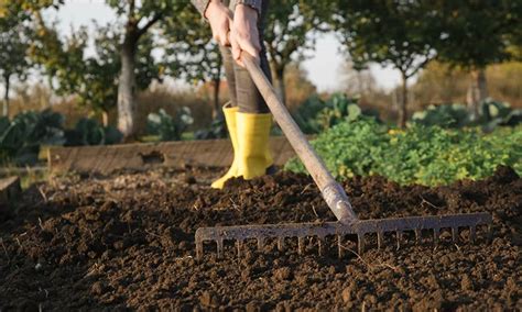 Preparing the Soil for Plantain Cultivation