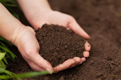 Preparing the Soil for Planting