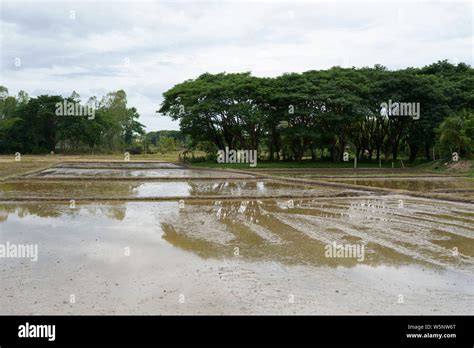 Preparing the Soil for Rice Cultivation