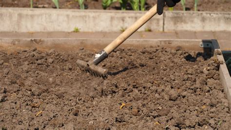 Preparing the seeds for sowing