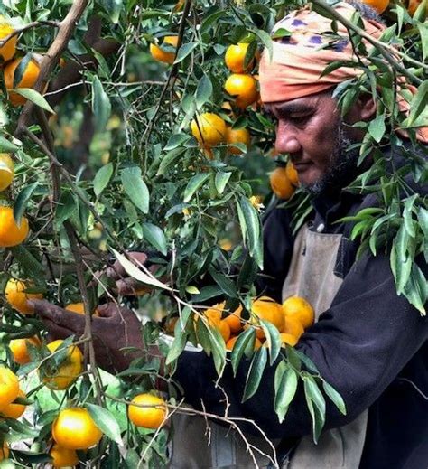 Preparing to Harvest Mature Citrus Fruits: Crucial Steps for Achieving Success