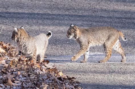 Preserving Bobcat Habitat: The Significance of Conservation Efforts