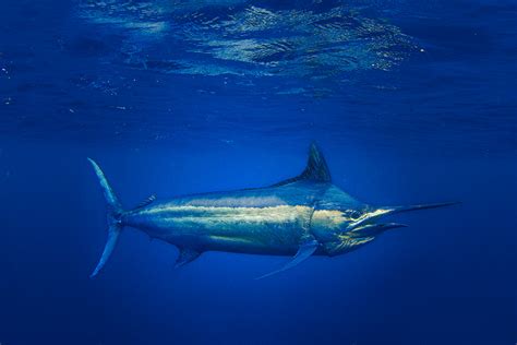 Preserving Marlin: The Significance of Safeguarding Marlin Populations