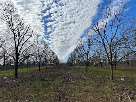 Preserving Pecan Trees for Future Generations