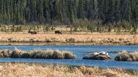 Preserving and Protecting the Habitats of Majestic Wild Birds