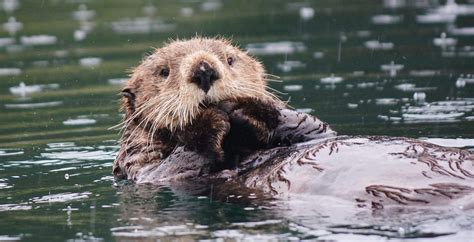 Preserving and Protecting the Otter's Natural Environment