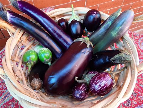 Preserving and Storing Eggplant: Tips for Prolonging Freshness