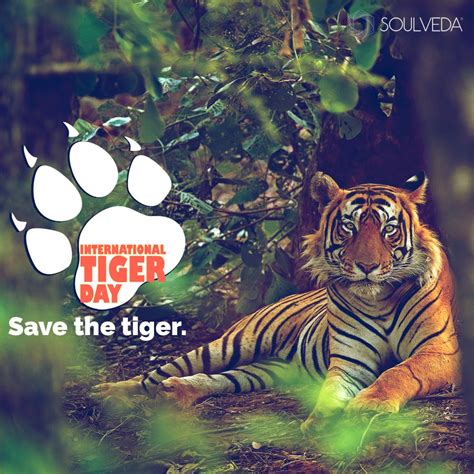 Preserving the Dream: Efforts in Tiger Conservation